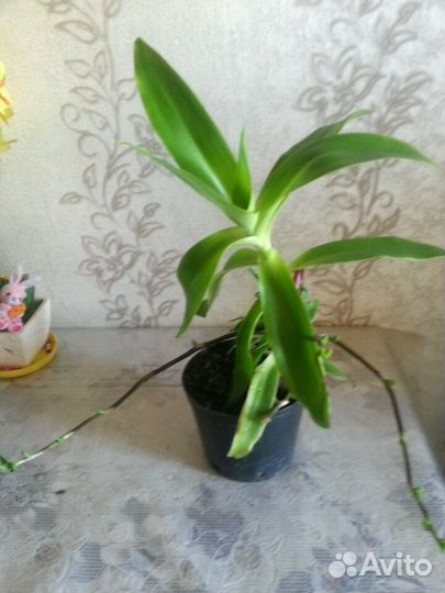 Золотой ус лечебный Индийский лук