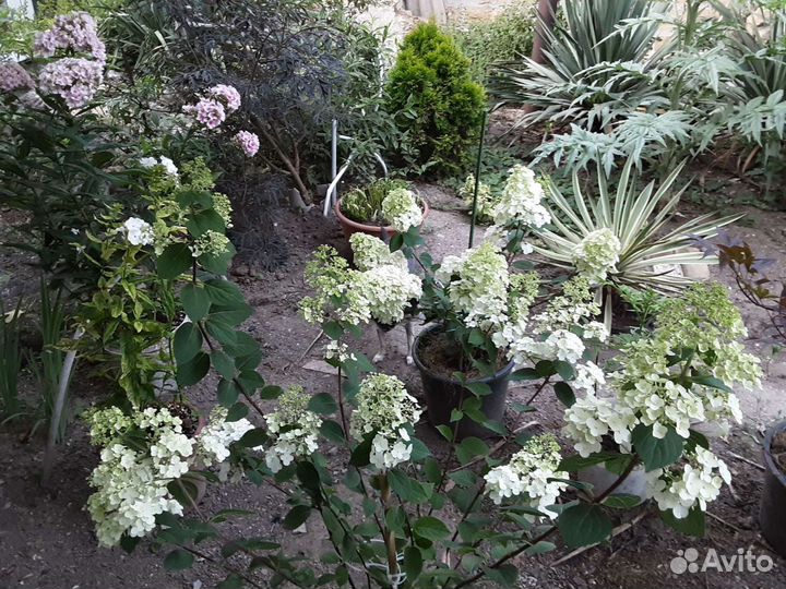 Гортензия в закрытом грунте