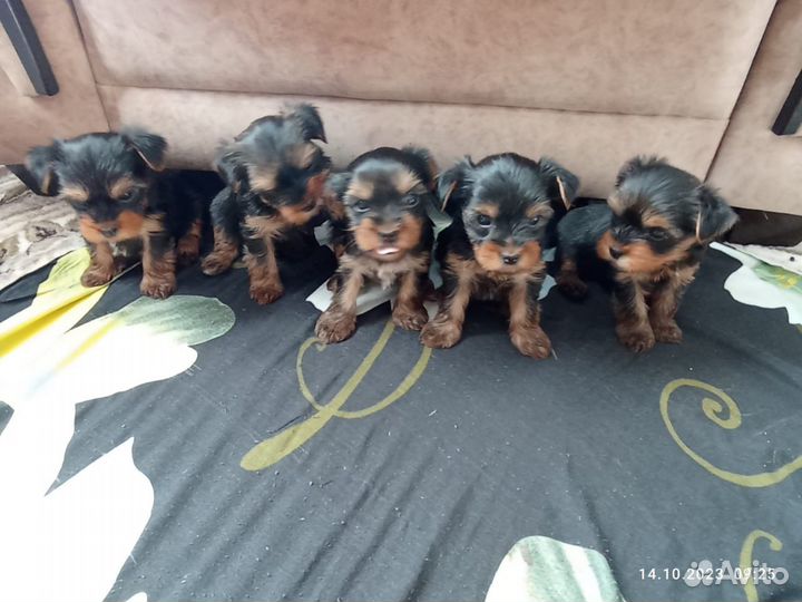 Йоркширский терьер