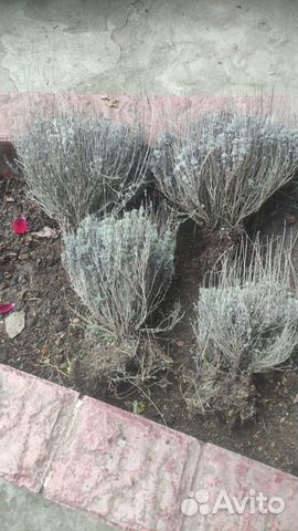 Лаванда саженцы