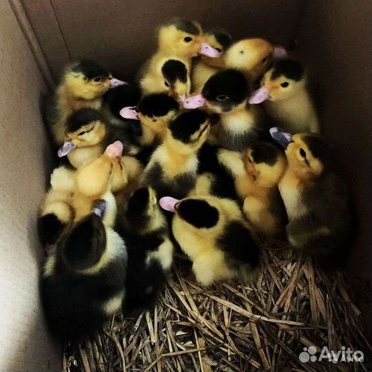 Индоутята крупных линий, Принимаю заявки на июнь