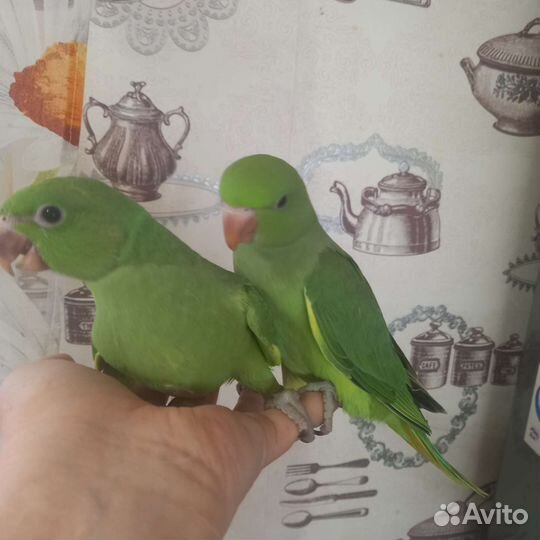 Ручные птенцы ожерелового попугая