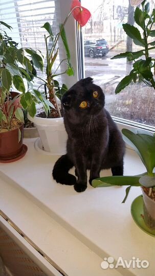 Шотландская