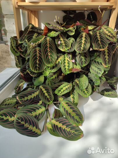 Маранта, комнатные растения