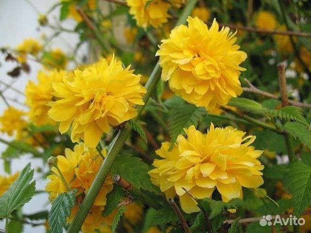 Саженцы декоративных кустарников