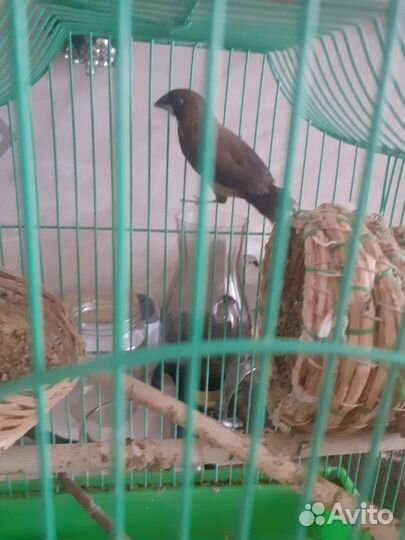 Японские амадины