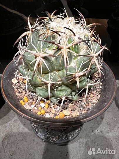 Coryphantha tripugionacantha Корифанта