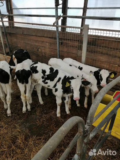 Бычки и телки