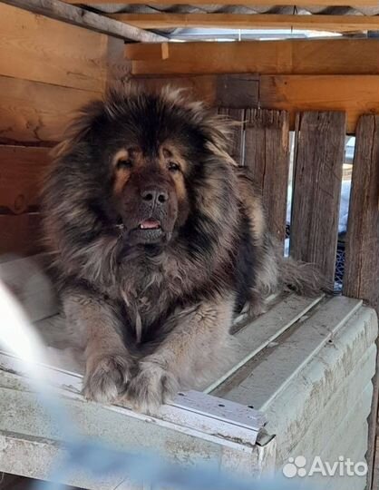 Кавказская овчарка продажа щенков