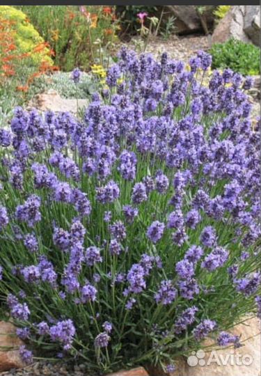 Лаванда узколистая