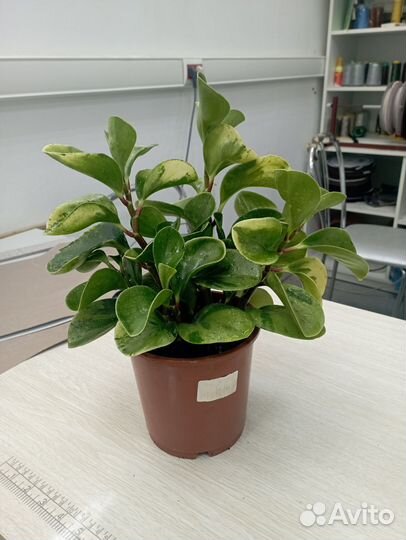 Пеперомия туполистная вариегатная