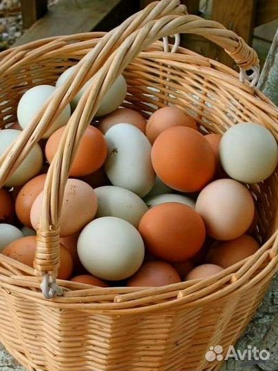 Яйца куриные домашние