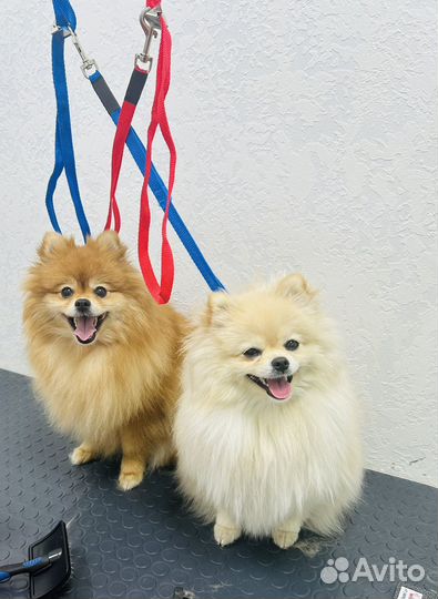 Стрижка собак/кошек зоосалон Тайгер