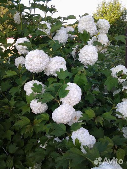 Саженцы декоративные,а также орех(лещина)