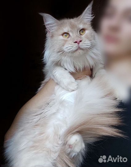 Мейн-кун полидакт девочка норм пальцы