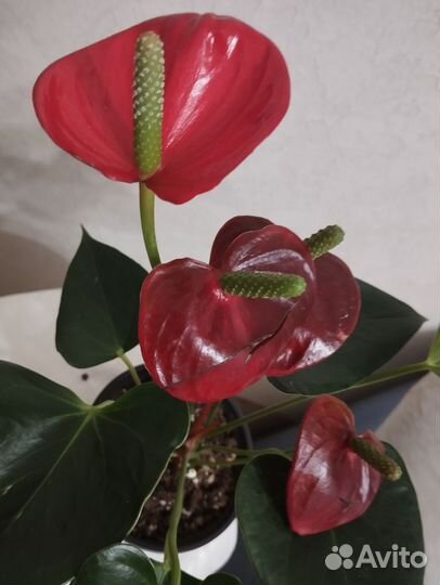 Сортовые антуриумы