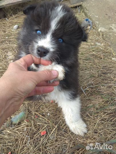 Щенки аляскис