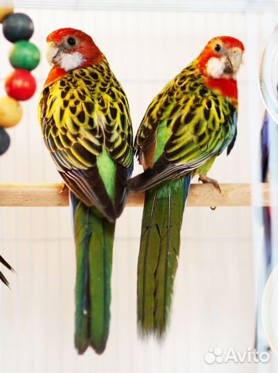 Лучшие Розелла птенцы для Вас