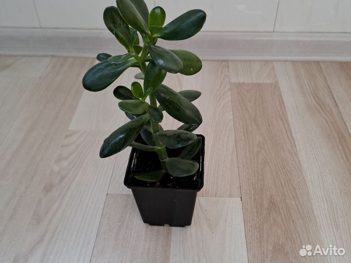 Толстянка (Crassula ovata)