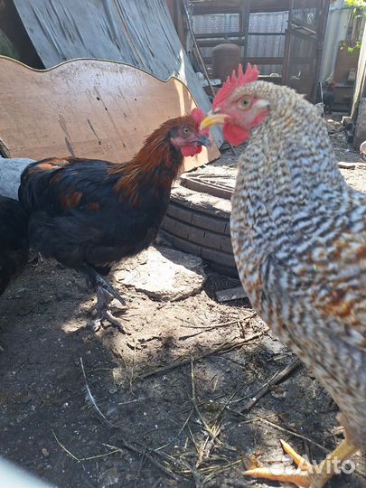 Молодые петухи