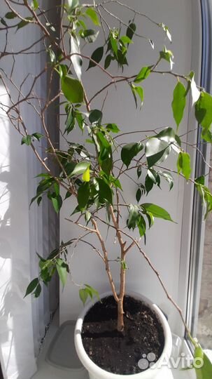 Фикус бенджамина