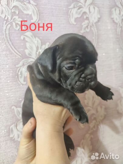 Щенки французский бульдог