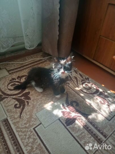 Котята в добрые руки бесплатно