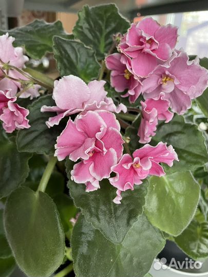 Цветущие красно-розовые фиалки