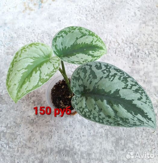 Эпипремнум, сциндансус