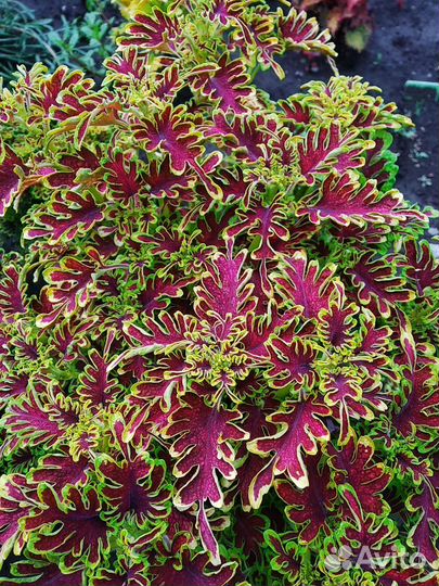 Колеусы сортовые