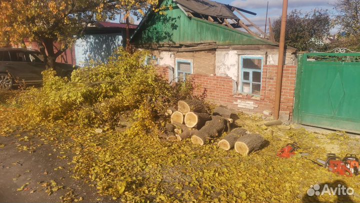 Спил деревьев