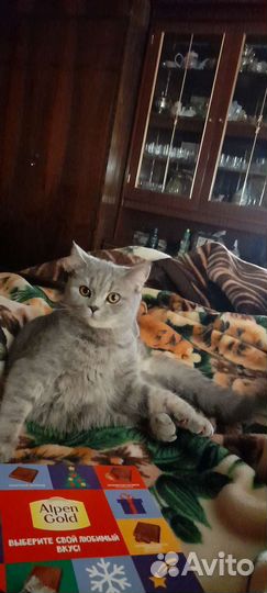 Передержка мелких животных