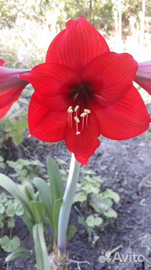 Гиппеаструм красный детки