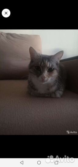 Кошка в дар