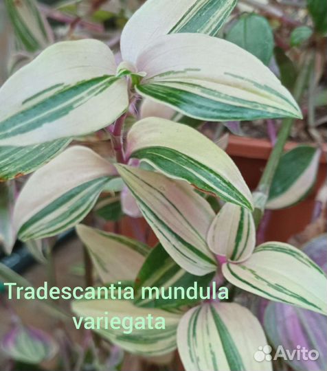 Традесканция