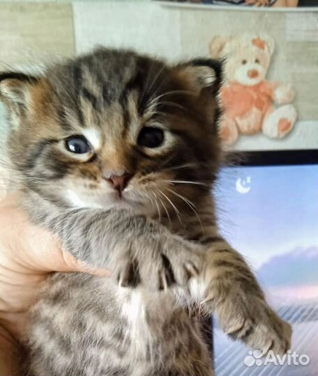Котята Мейкуны