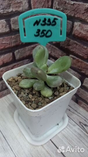 Суккуленты