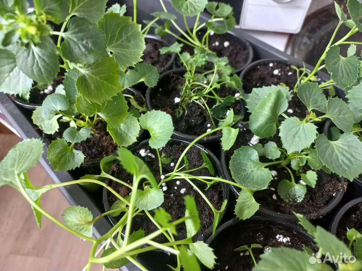 Кампанула невеста