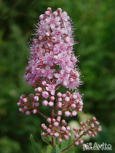 Спирея иволистная