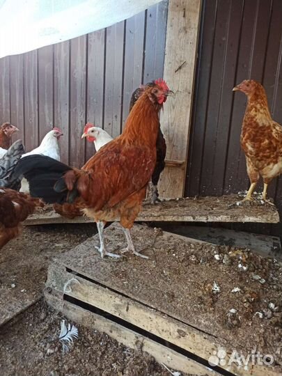 Молодые петухи