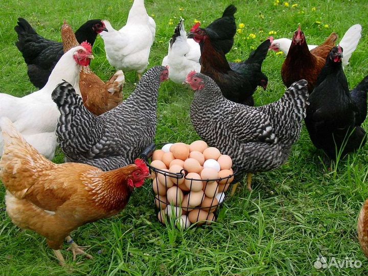 Куры несушки