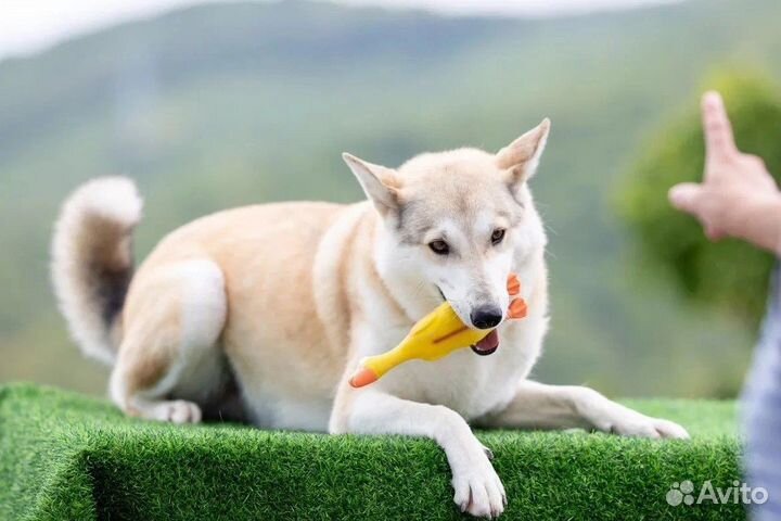 Красотка Белла ищет дом