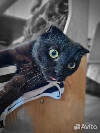 Вислоухий котик Блэк в очень добрые руки