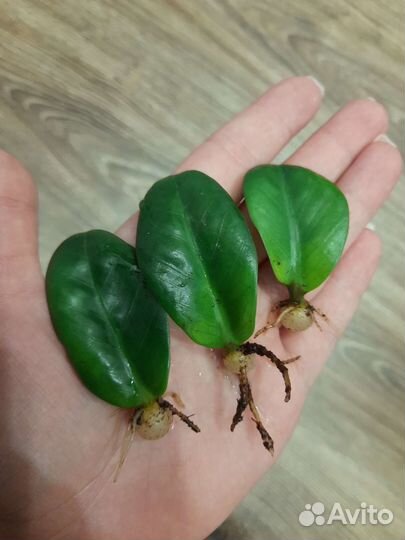 Замиокулькас черный равен/зензи/жук