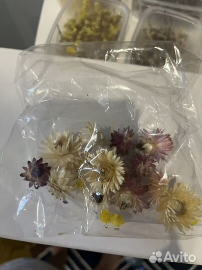 Сухоцветы для творчества