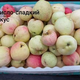 Продам яблоки