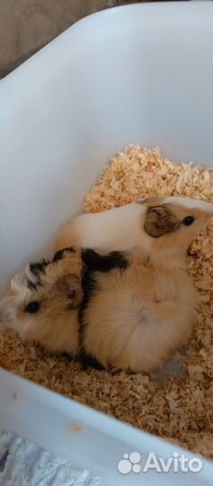 Морская свинка