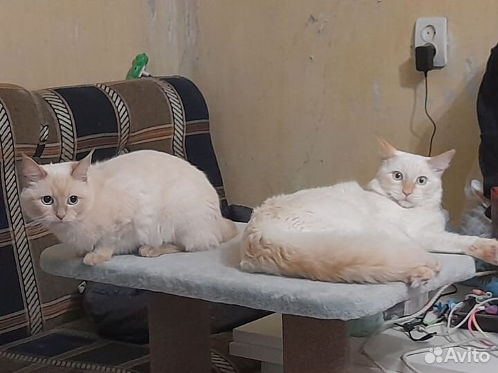 Кошка в дар бесплатно
