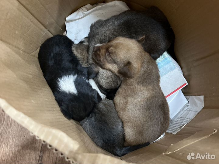 Щенки бесплатно