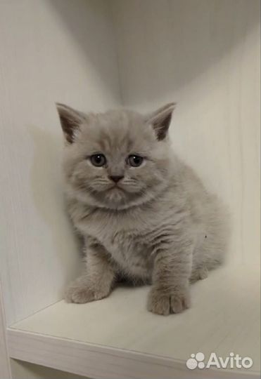 Кошечки и котики
